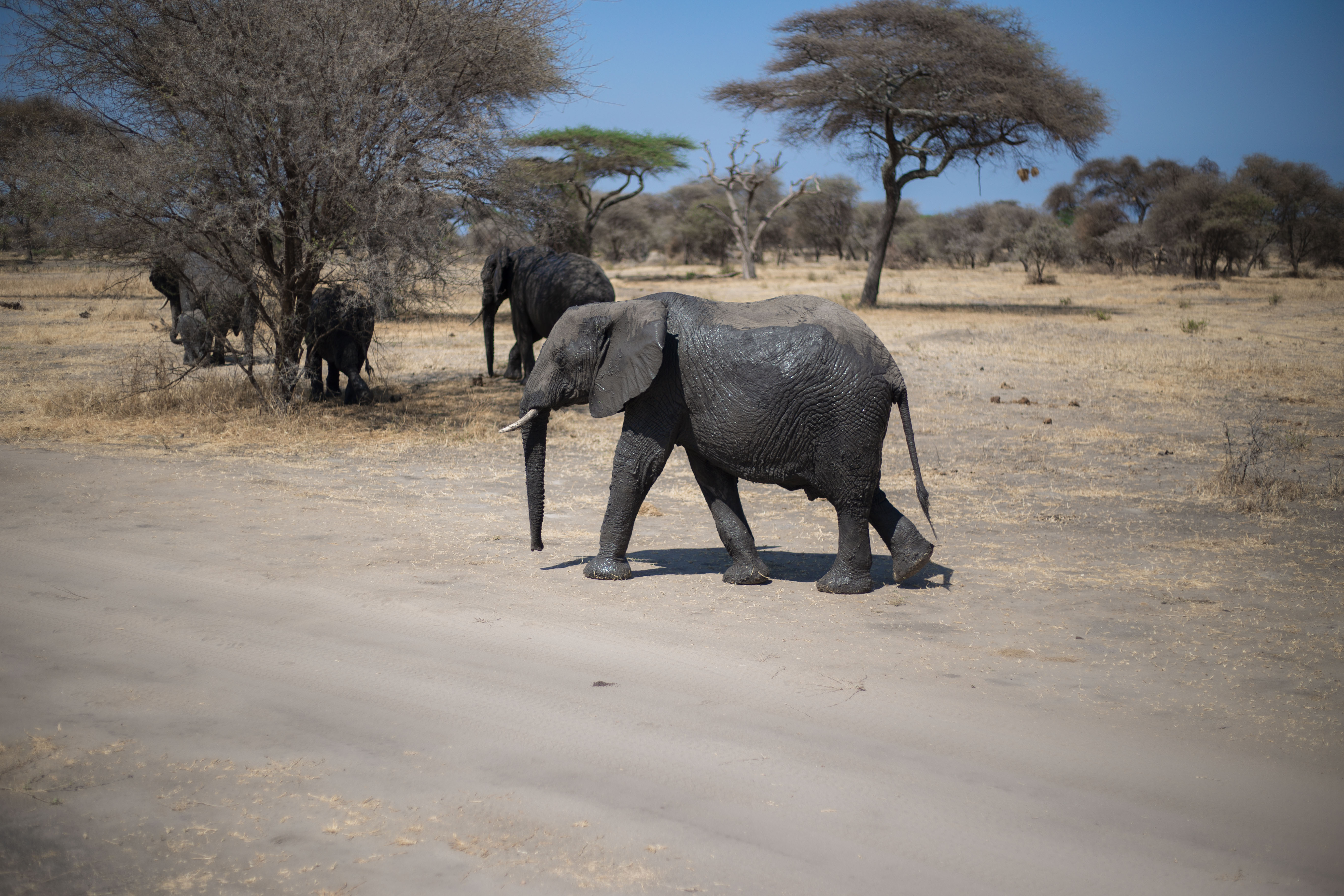 8-Day Amboseli, the Tsavo Parks & Diani Beach Tour - Kenya safaris gallery image