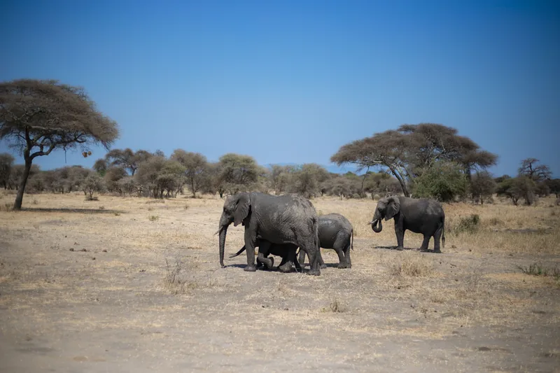 3-Day Chobe National Park Midrange Tour from Cape Town