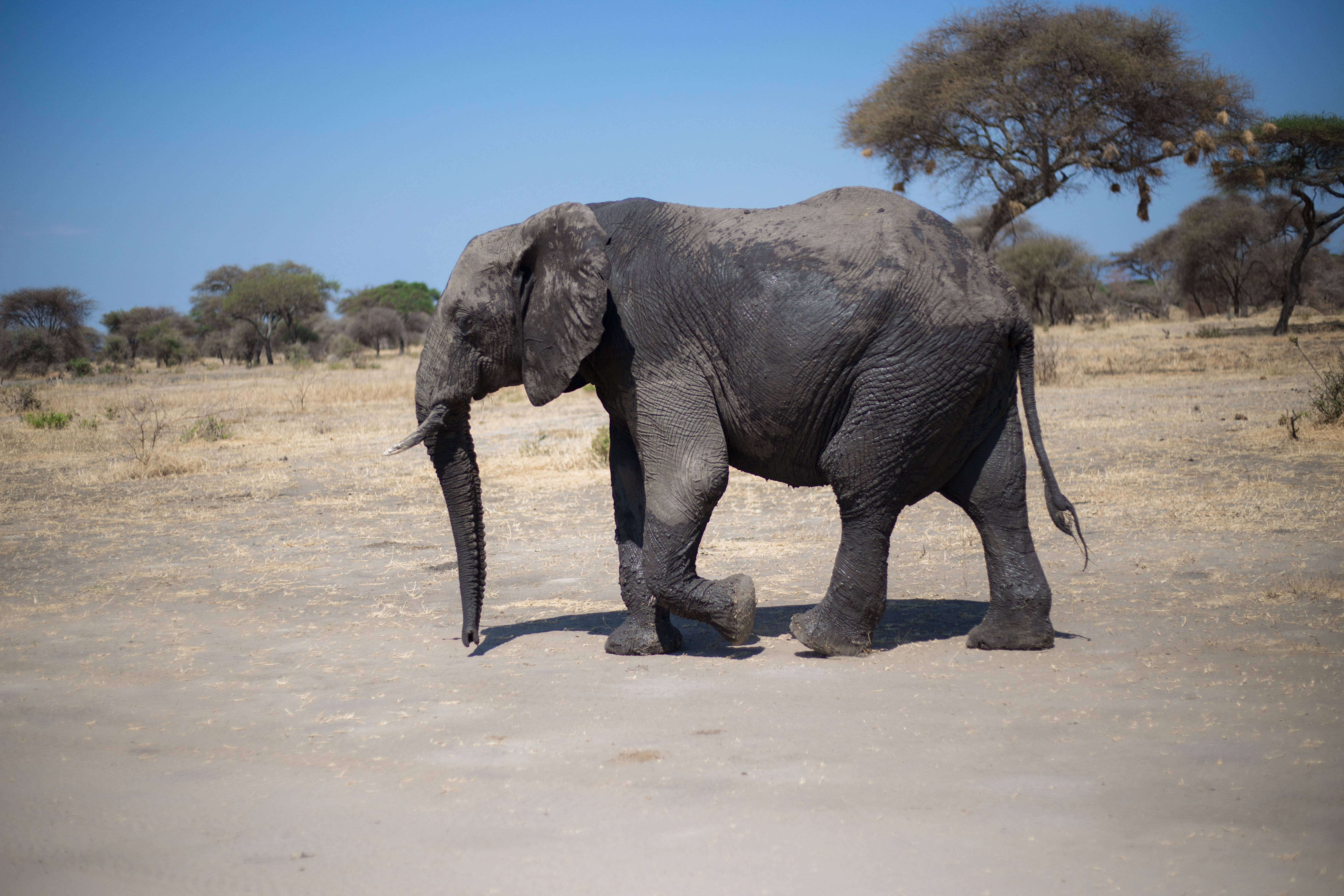 7-Day Buffalo Wild Safari - Kenya - Kenya safaris gallery image