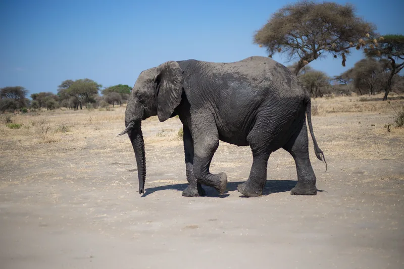 7-Day Buffalo Wild Safari - Kenya - Kenya safaris gallery image
