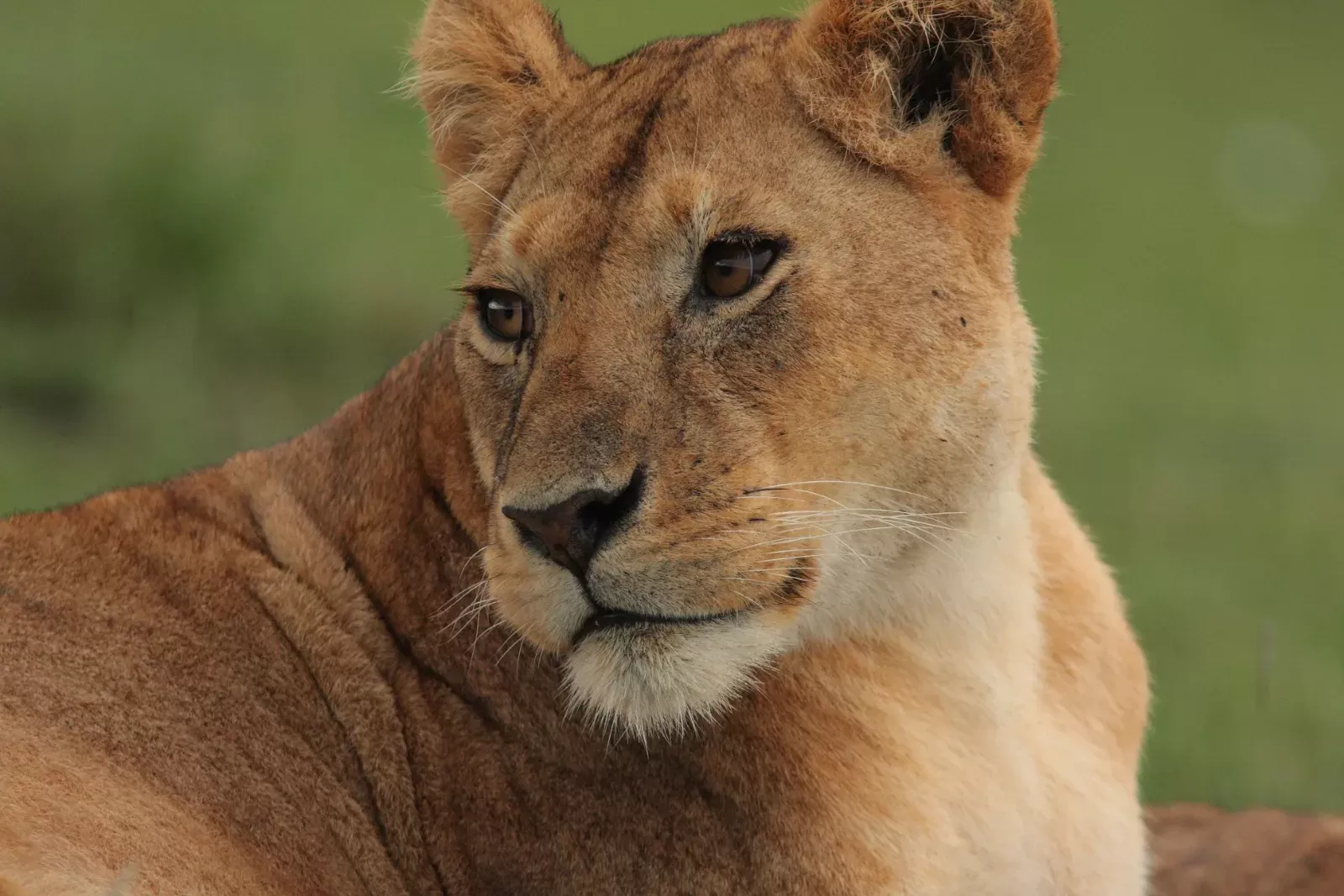5-Day Victoria Falls and Chobe National Park Package hero photo