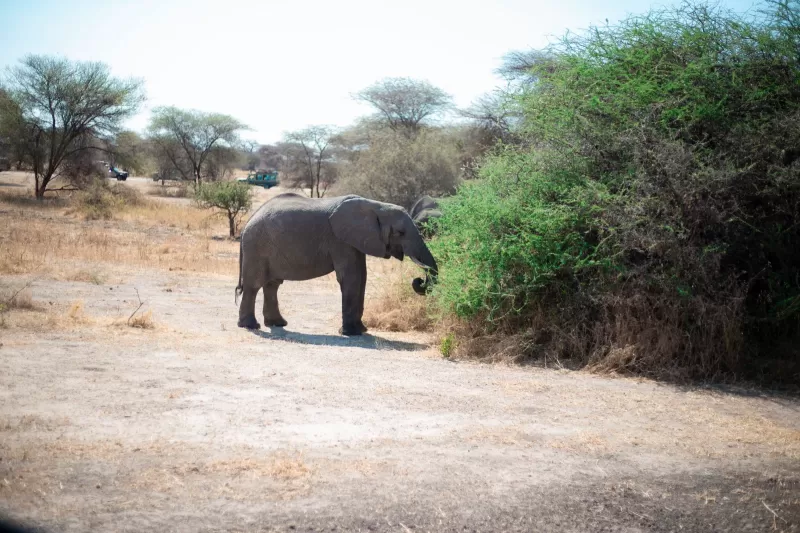 8-Day Hwange NP, Victoria Falls & Chobe National Park gallery image