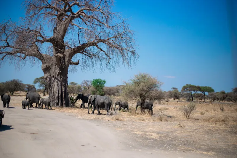 4-Day Tarangire, Serengeti & Ngorongoro - Camping Safari gallery image