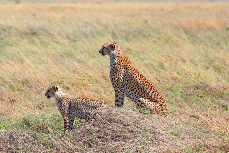 Experience Unbelivable 5-Day Private Mid Range - Tanzania Safari gallery image