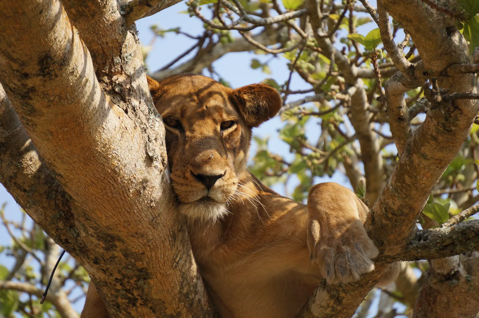 8-Days  Victoria Falls to Okavango Delta Camping Safari gallery image