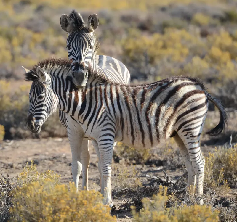 1-Day Crescent Island Boat and Walking Safari - Kenya tours gallery image
