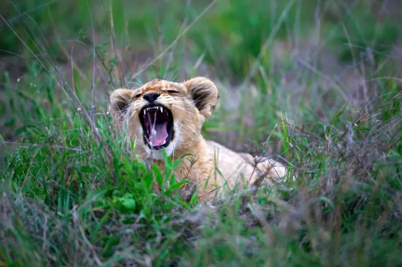 1-Day Crescent Island Boat and Walking Safari - Kenya tours gallery image