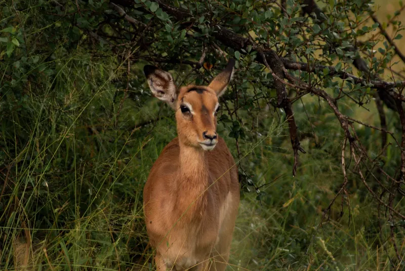 1-Day Crescent Island Boat and Walking Safari - Kenya tours gallery image