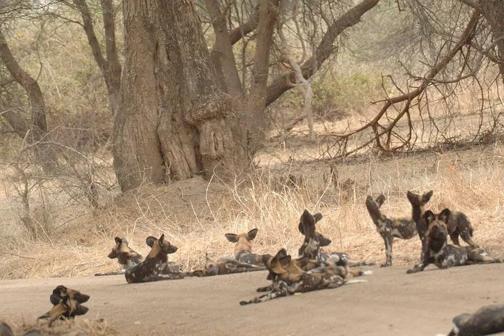 2 Days Trip Safari to Ruaha National Park gallery image