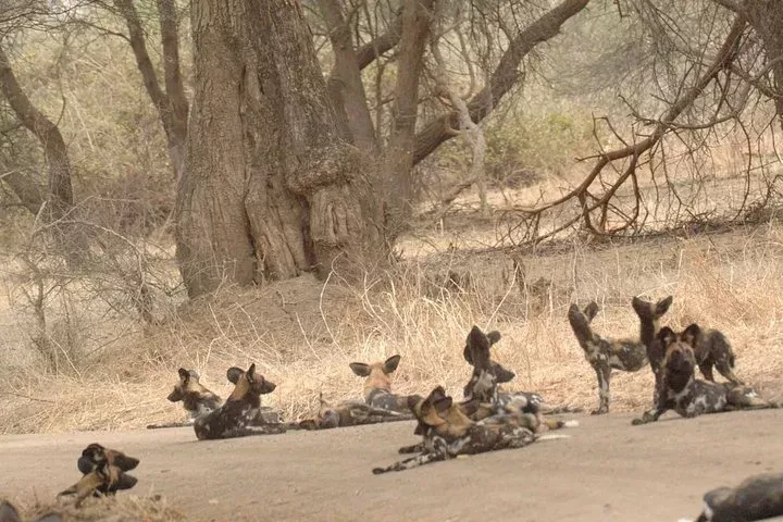 2 Days Trip Safari to Ruaha National Park