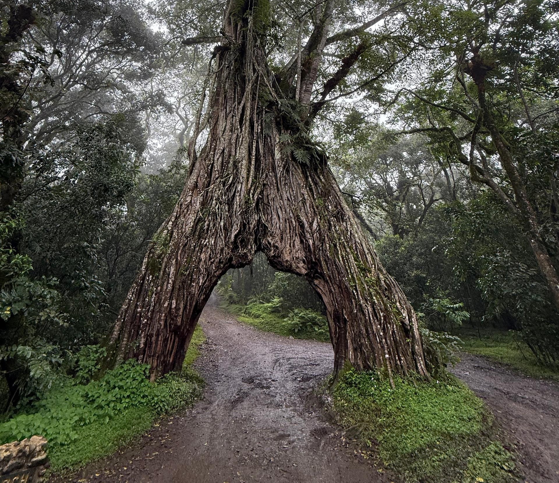 1 Day Trip Excursion to Arusha National Park 2026