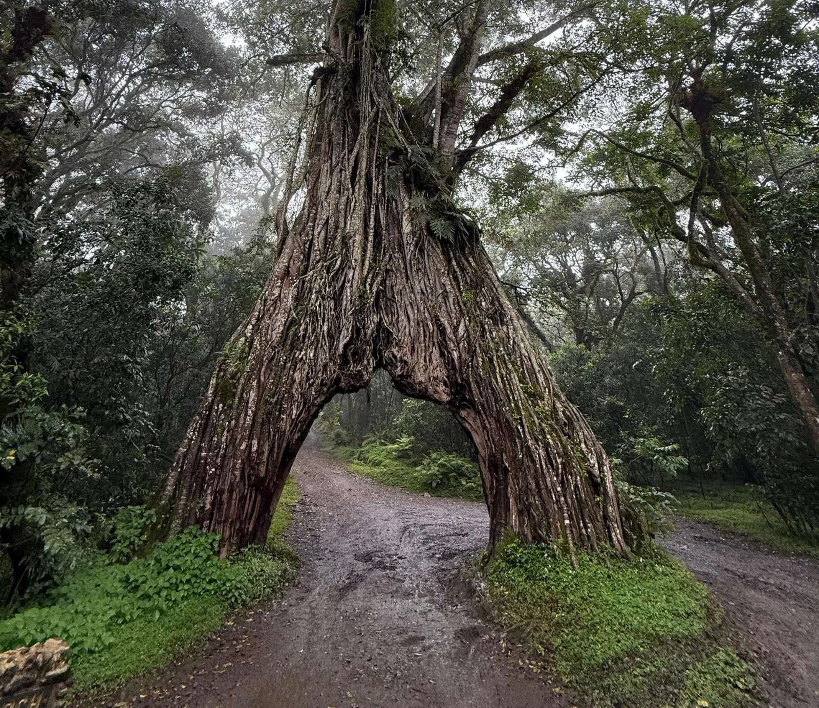 Ultimate 1-Day Arusha National Park Safari with Canoeing & Game Drive gallery image