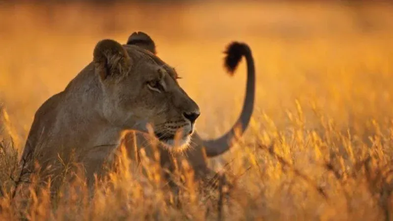 2-Day Salt Lick Safari Lodge Tour from Diani or Mombasa - Kenya