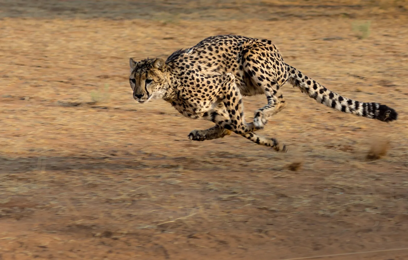 2 Days Echoes of Africa, Ngorongoro & Hadzabe gallery image