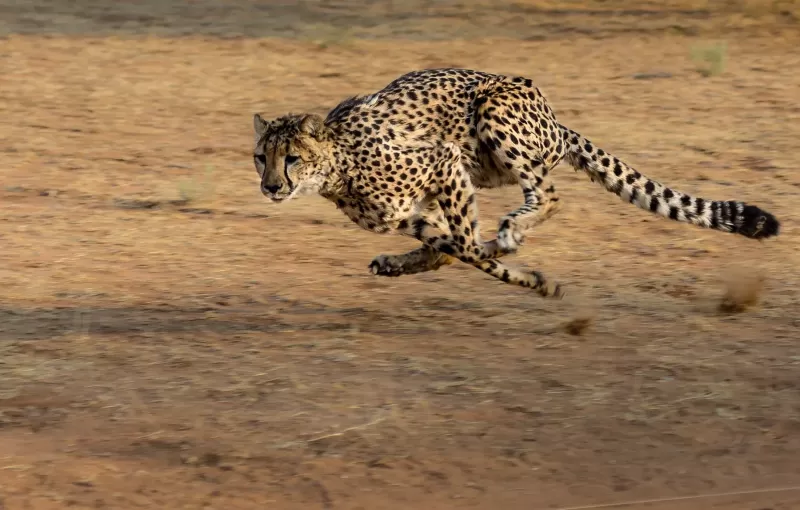 2 Days Echoes of Africa, Ngorongoro & Hadzabe gallery image