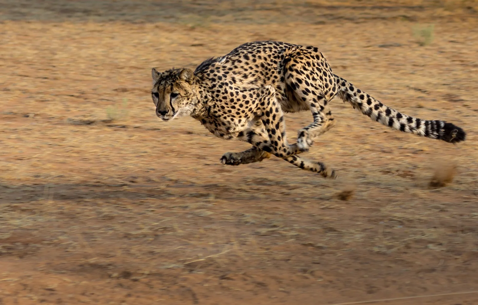 6-Day The Ultimate Serengeti Experience - Tanzania safari