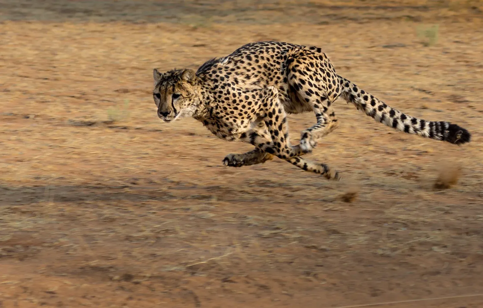 6-Day The Ultimate Serengeti Experience - Tanzania safari hero photo