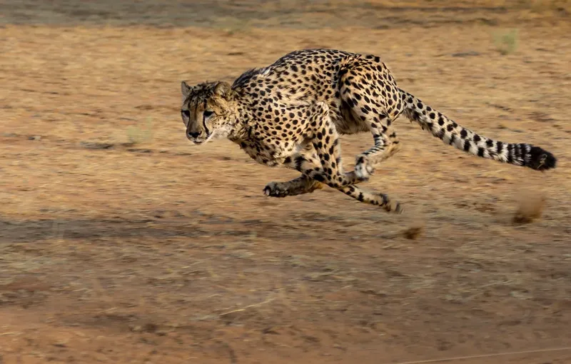 6-Day The Ultimate Serengeti Experience - Tanzania safari