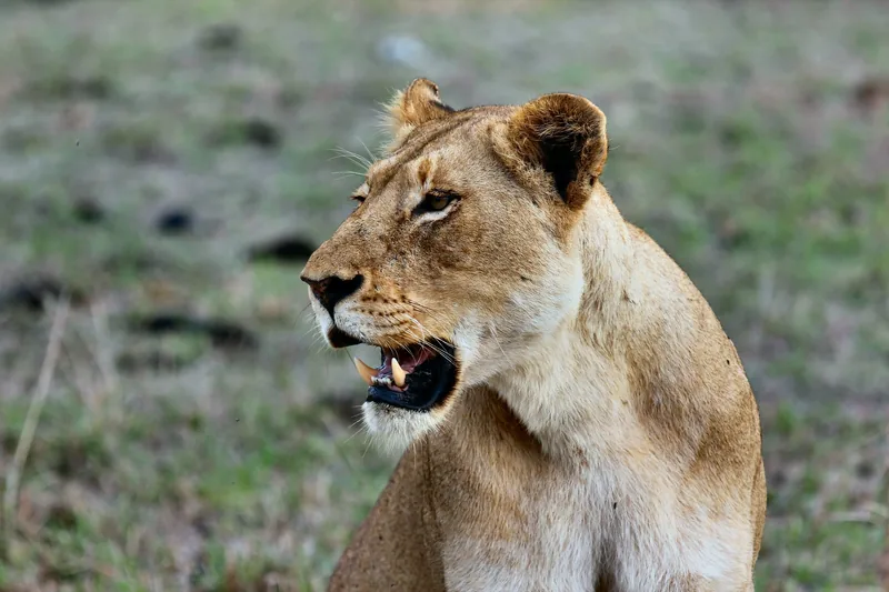 2-Day Safari, Tarangire and Lake Manyara National Park - Tanzania safari