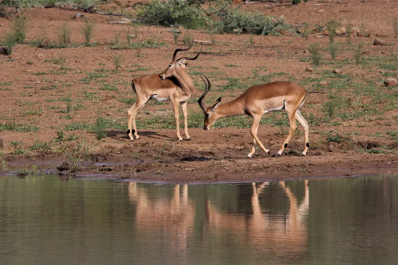 5-Day Amazing Tanzania Lodge Safari - Tanzania safari gallery image