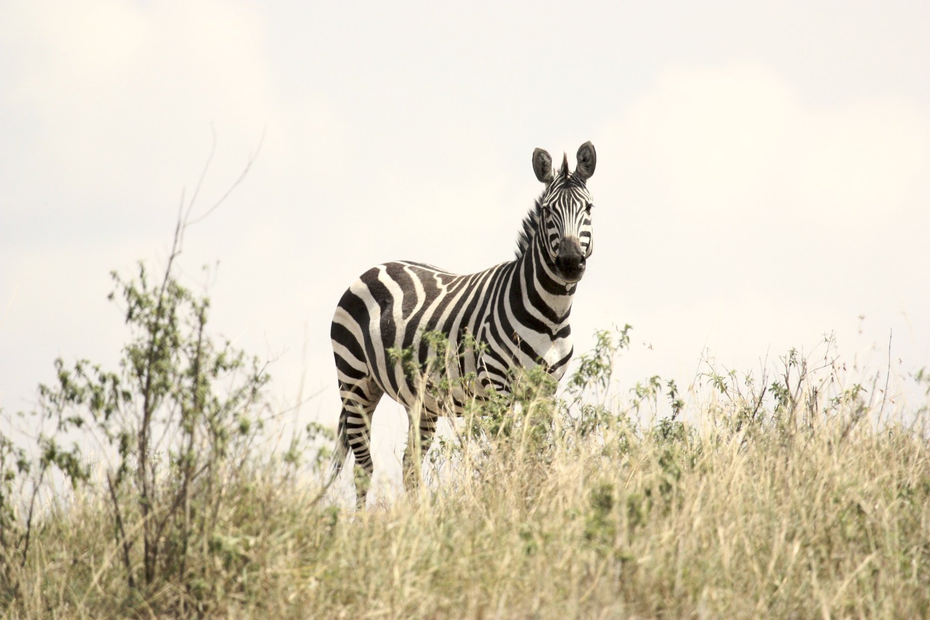 2-Day Safari, Tarangire and Lake Manyara National Park - Tanzania safari gallery image