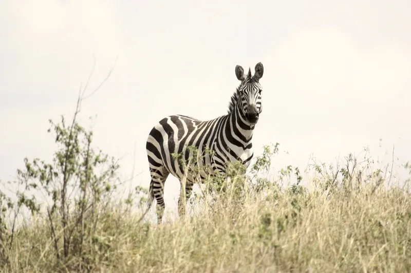 2-Day Safari, Tarangire and Lake Manyara National Park - Tanzania safari gallery image