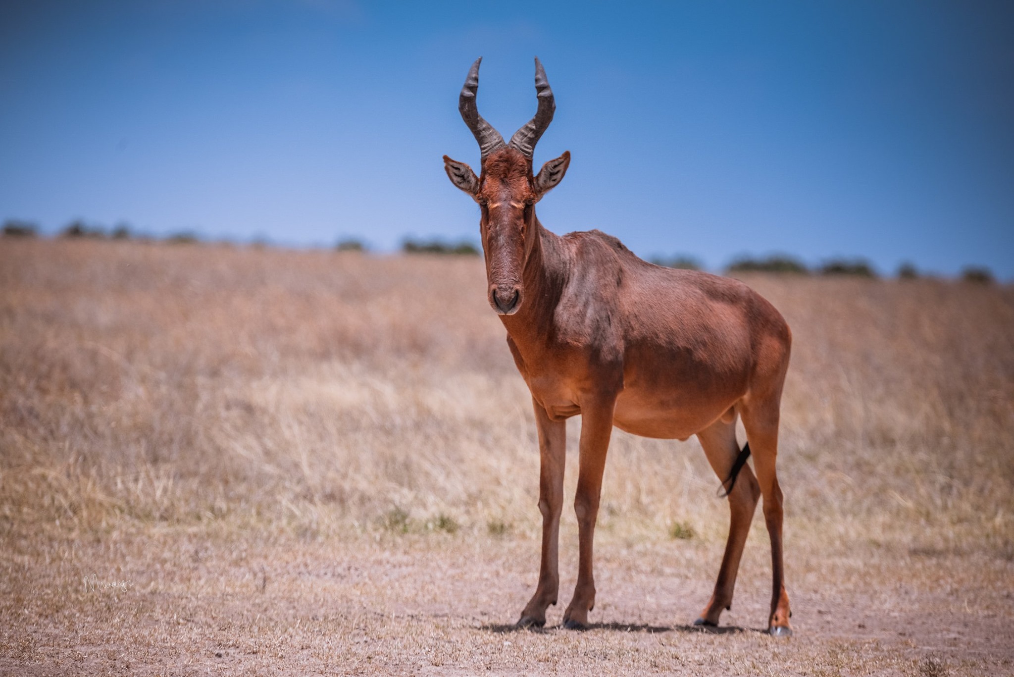 4-Day Mkomazi National Park and Rhino Sanctuary Safari - Tanzania safari gallery image