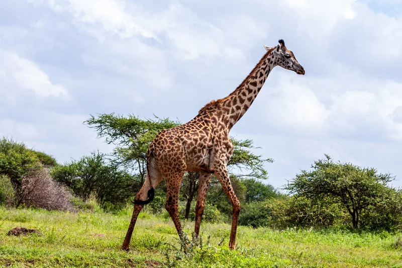 1-Day Mkomazi National Park the Home of Black Rhino - Tanzania safari gallery image