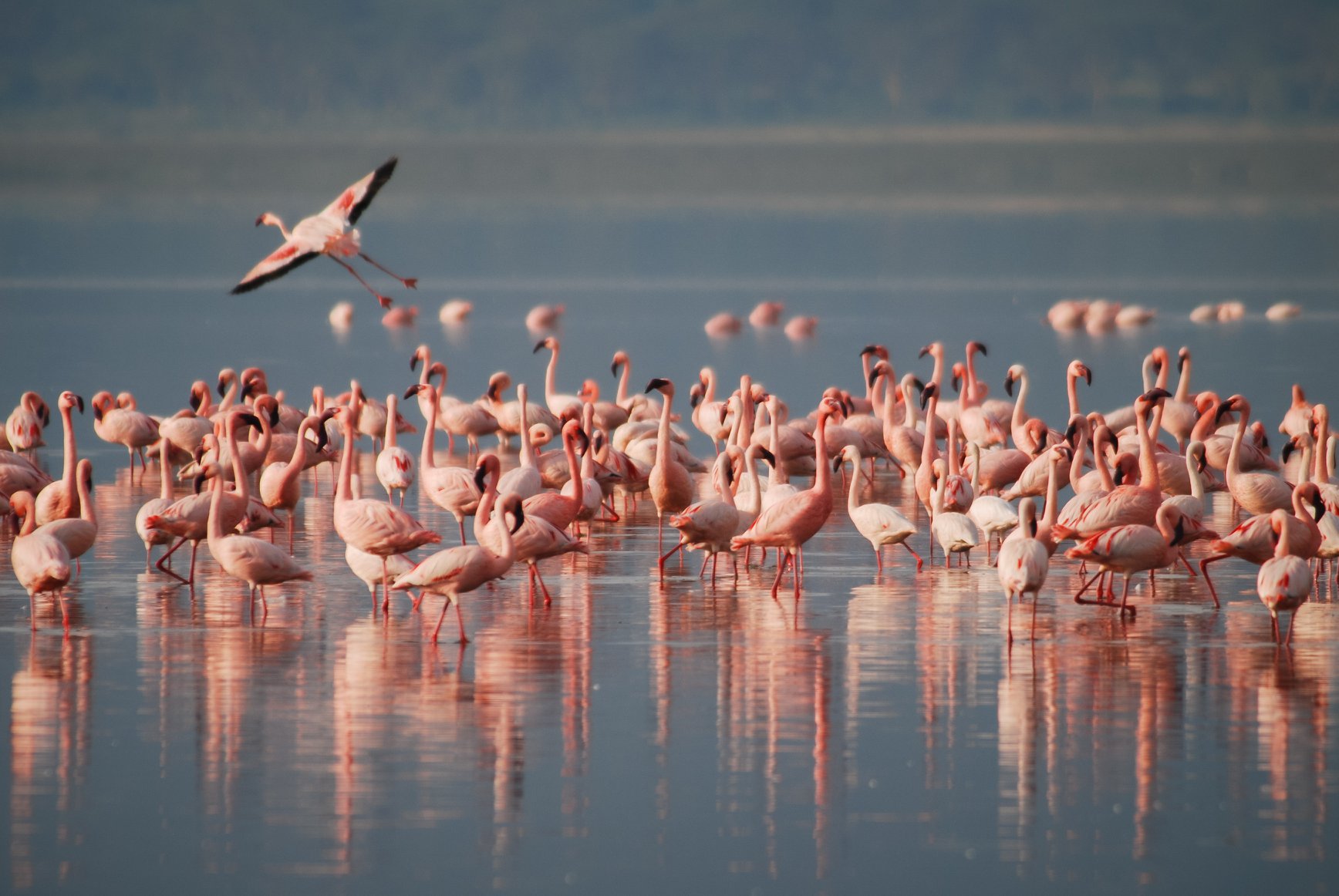 Arusha National Park Day Safari Giraffes Zebras & Mount Meru Views gallery image