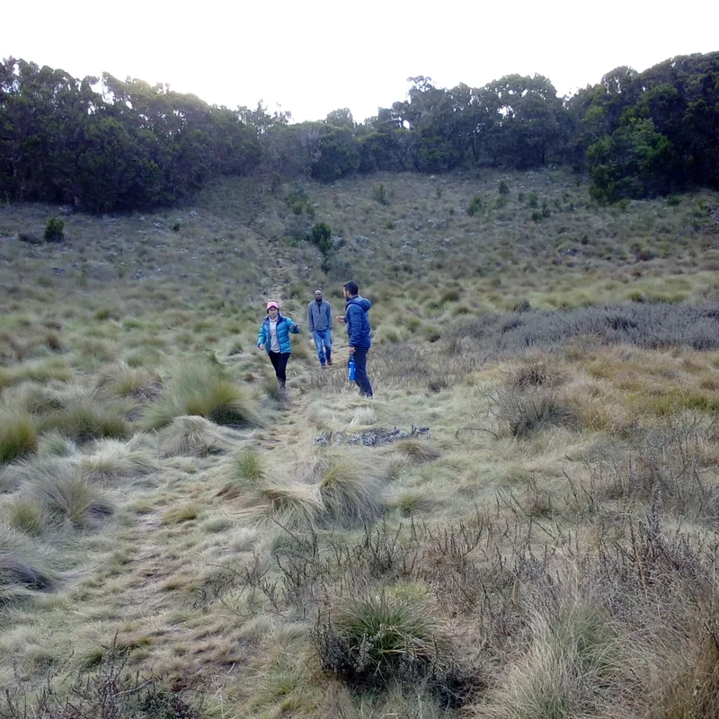 9-Day Northern Circuit Kilimanjaro Expedition gallery image