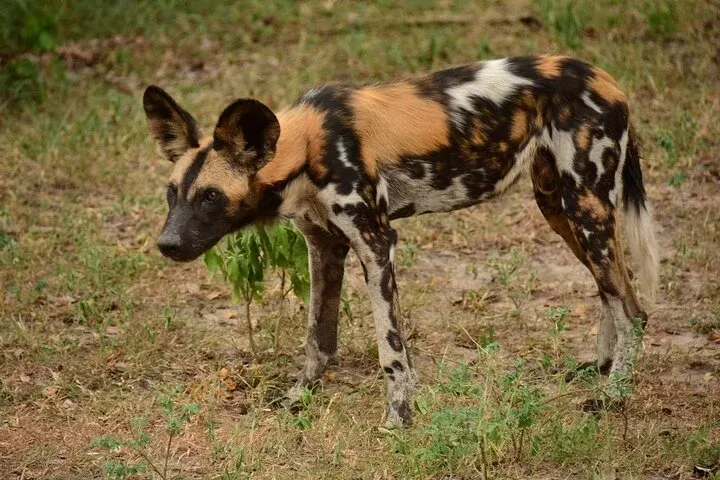 1-Day Trip Nyerere National Park from Dar Es Salaam - Tanzania safari