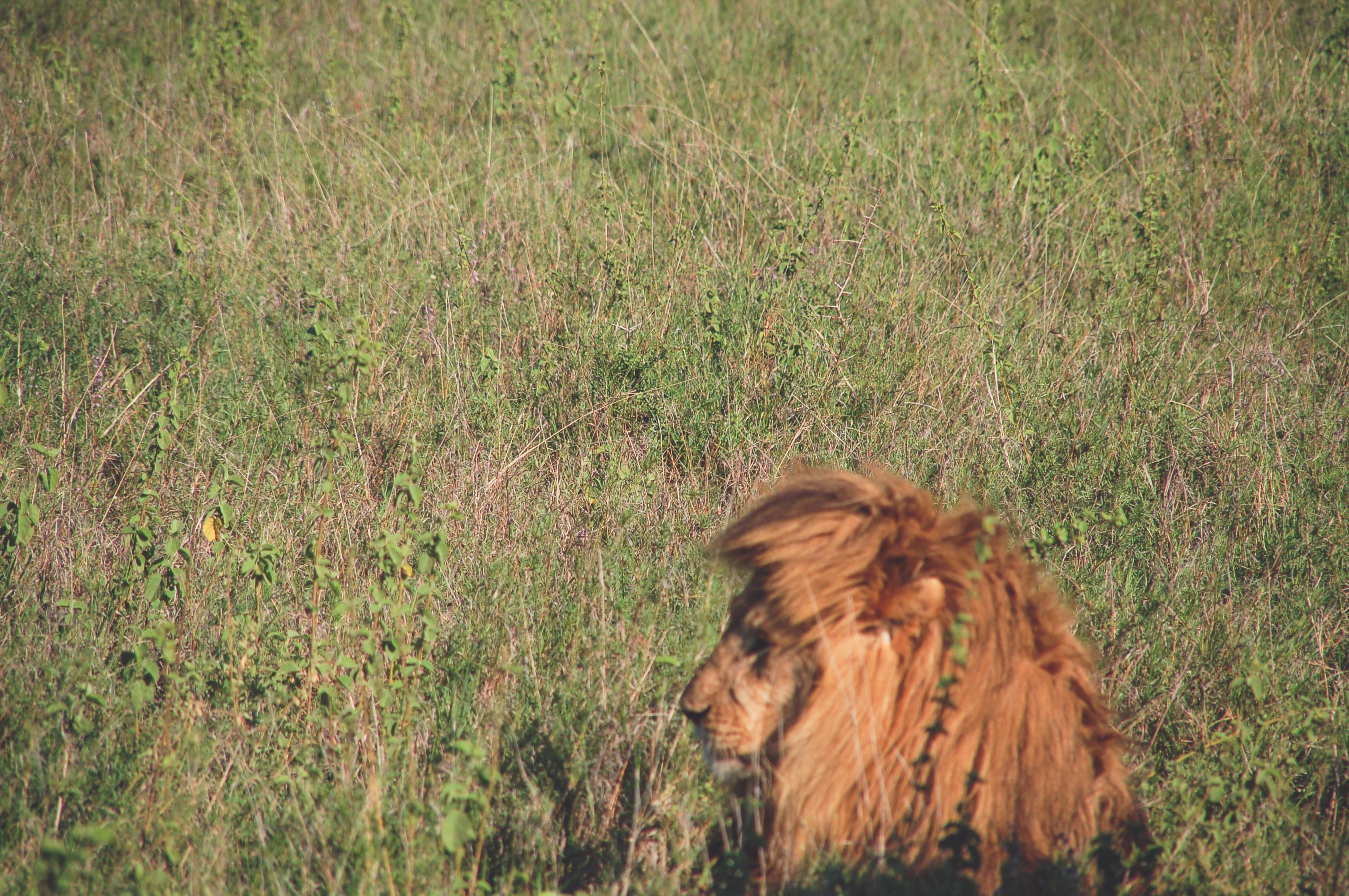 8-Day Wonders of Kenya & Tanzania - Mid-Range - Kenya & Tanzania gallery image