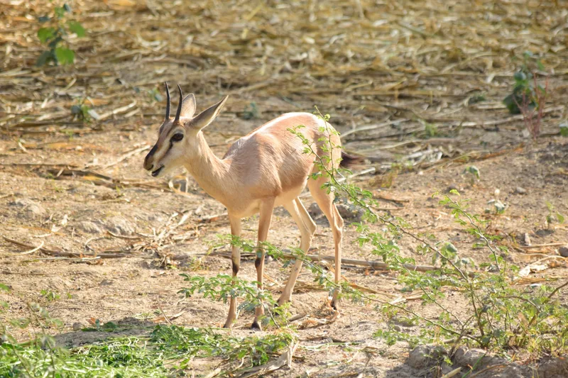 1-Day Classic Private Safari in Nyerere NP from Zanzibar - Tanzania safari