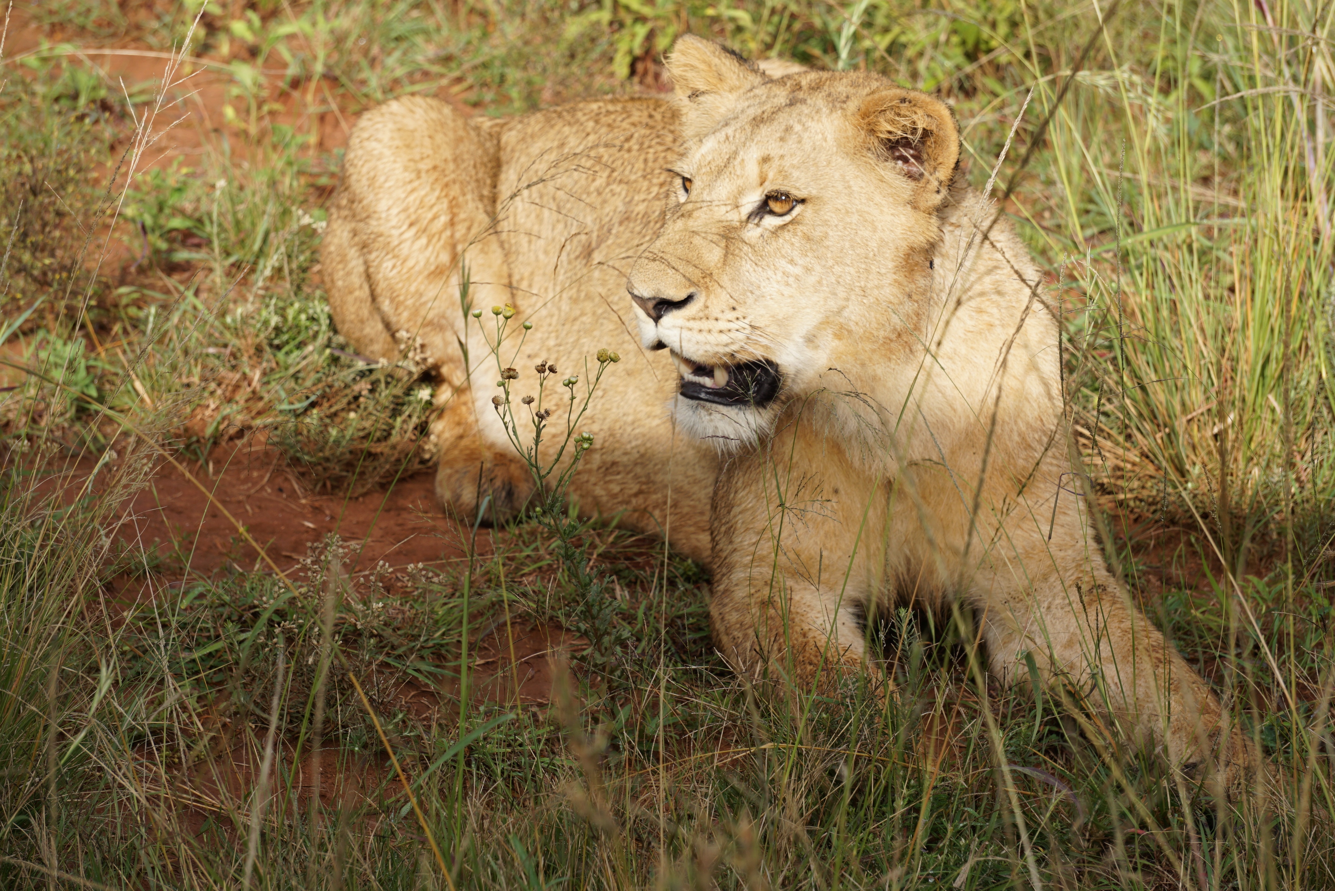 13-Day Kenya/Tanzania Best Budget Safari - Tanzania safari gallery image