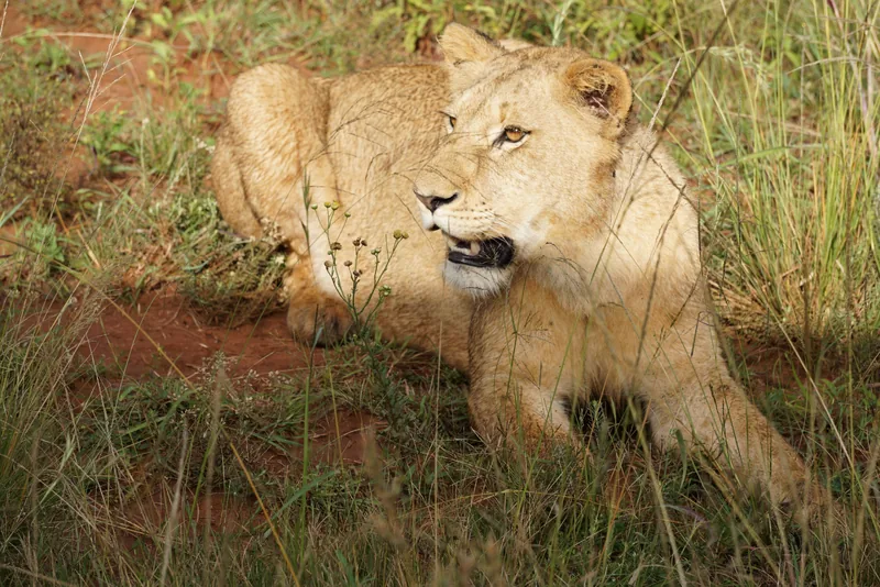 Tanzania Group Joining 3-Day Fly-In Fly-Out Serengeti Safari from Zanzibar