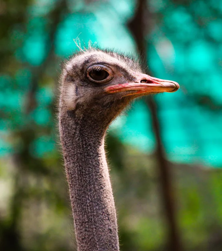 14-Day Ultimate Epic Kenya and Tanzania Adventure Safari - Tanzania safari gallery image