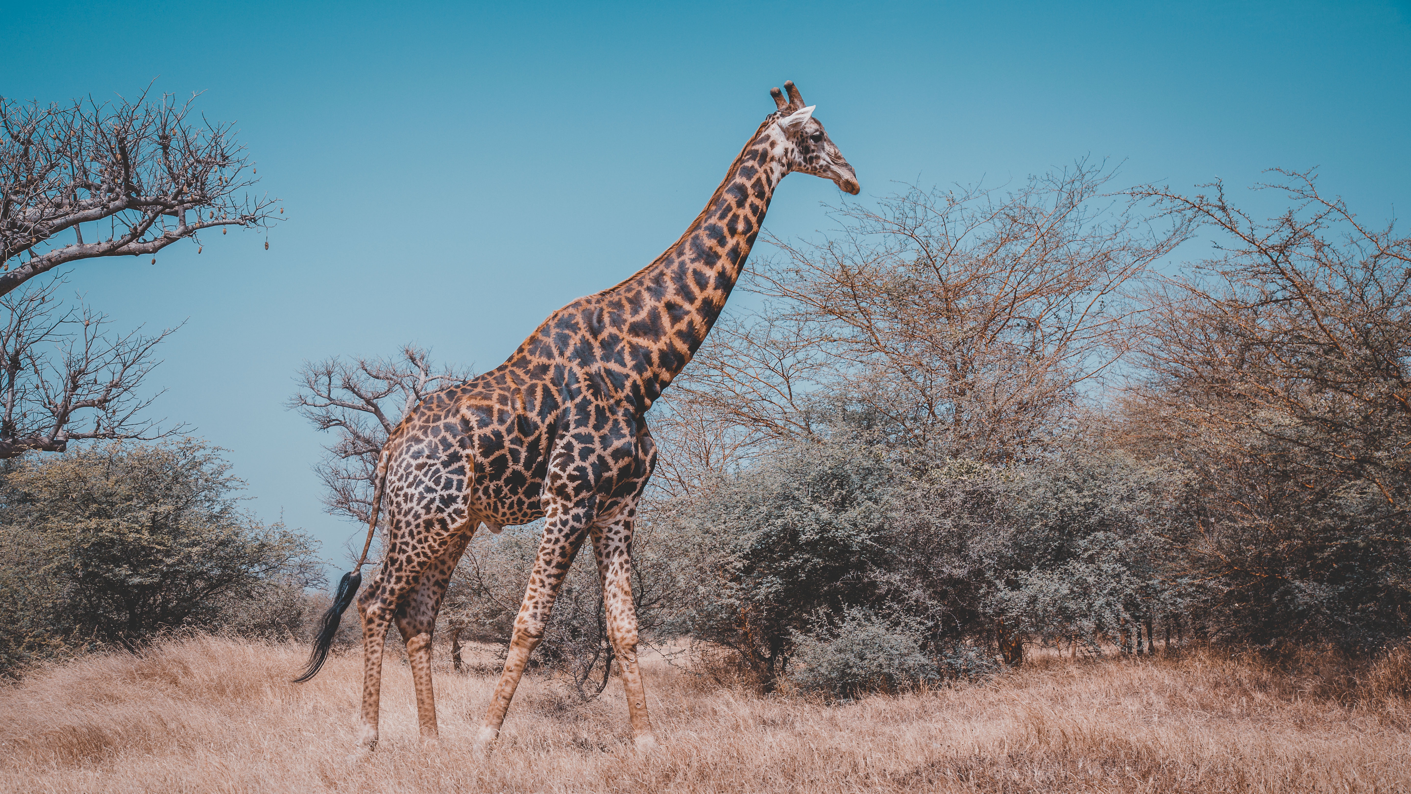 13-Day Tanzania Safari &Zanzibar Beach Paradise Retreat - Tanzania safari