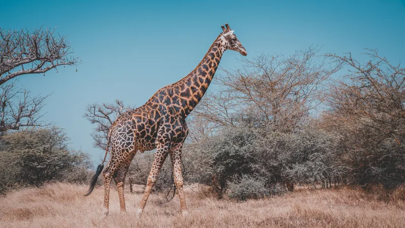 14-Day Tanzania Luxury Safari & Zanzibar (All Inclusive) - Tanzania safari