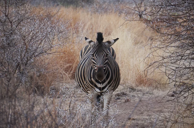 14-Day Ultimate Epic Kenya and Tanzania Adventure Safari - Tanzania safari gallery image