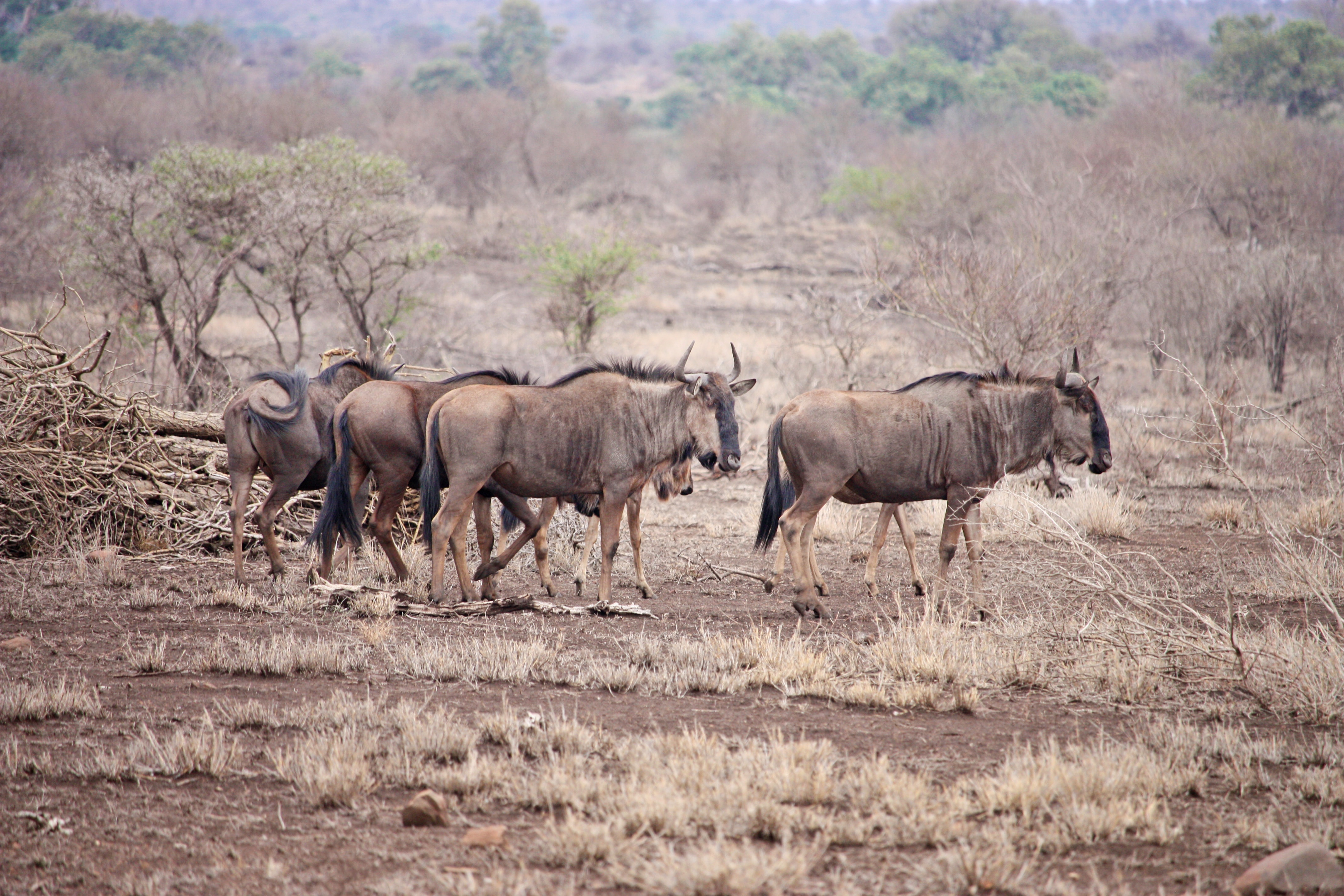 14-Day Tanzania's Grand Safari Expedition - Tanzania safari gallery image