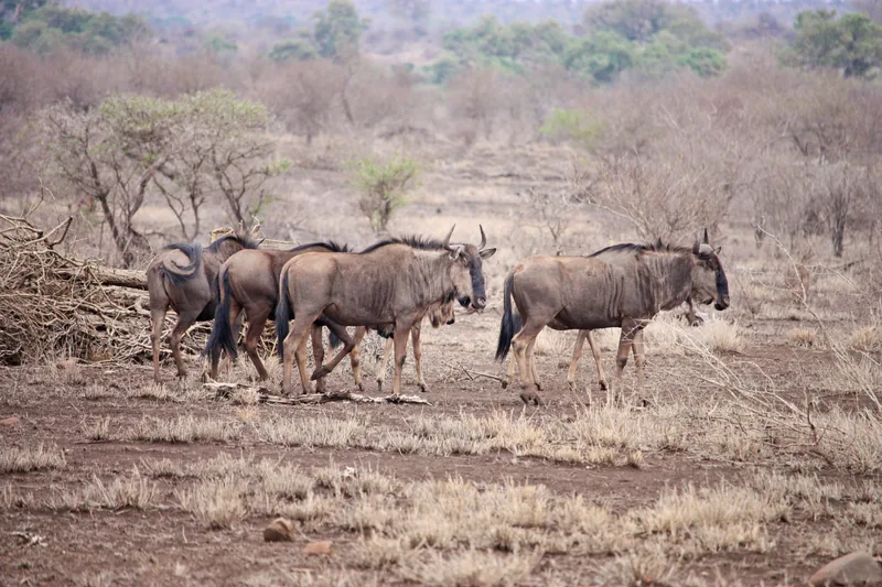 9-Day Mid-July - Sept - Bush to Beach - Exclusive Style - Tanzania safari gallery image