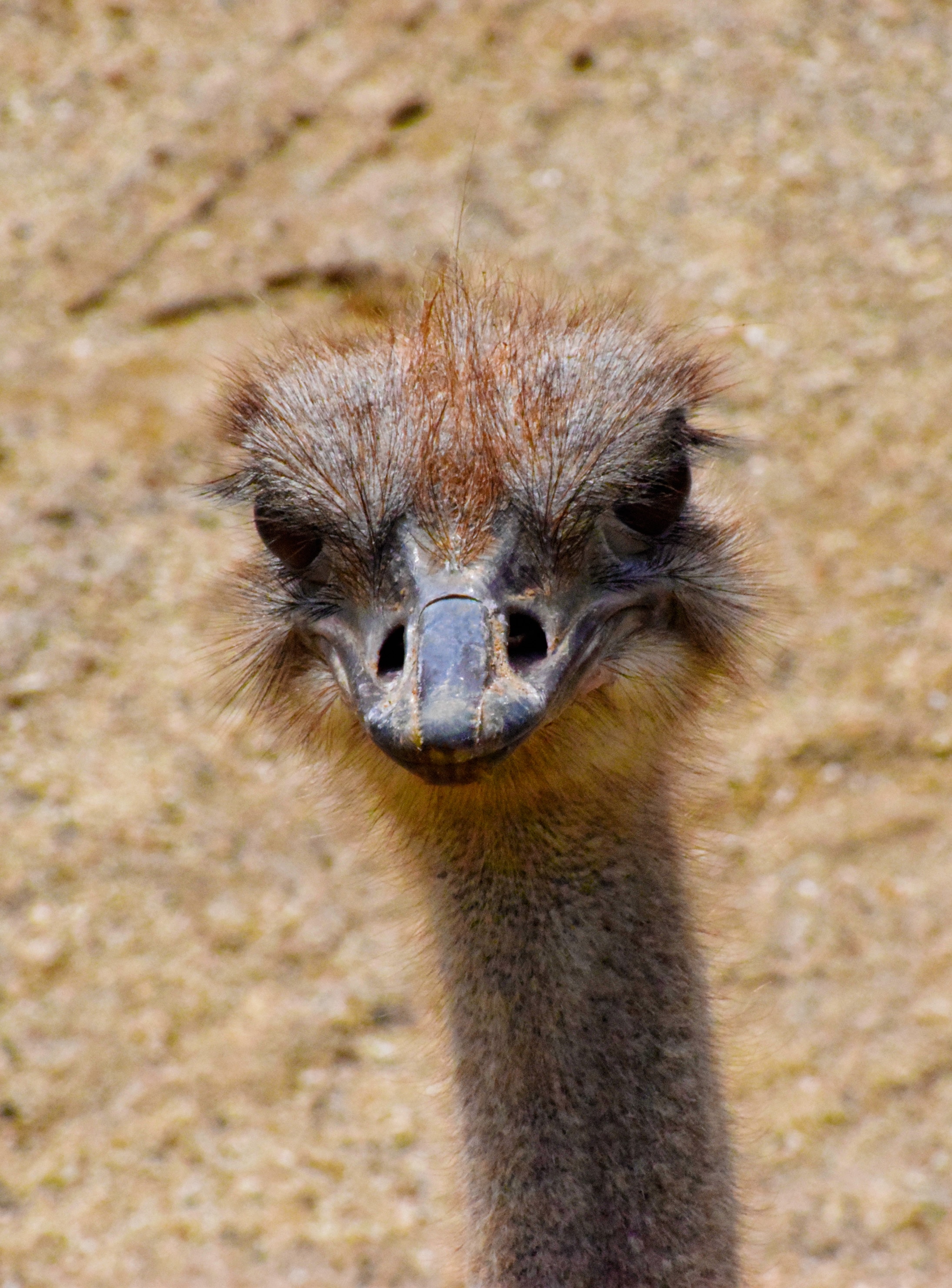 2-Day African Natural Wonders Safari - Tanzania safari gallery image