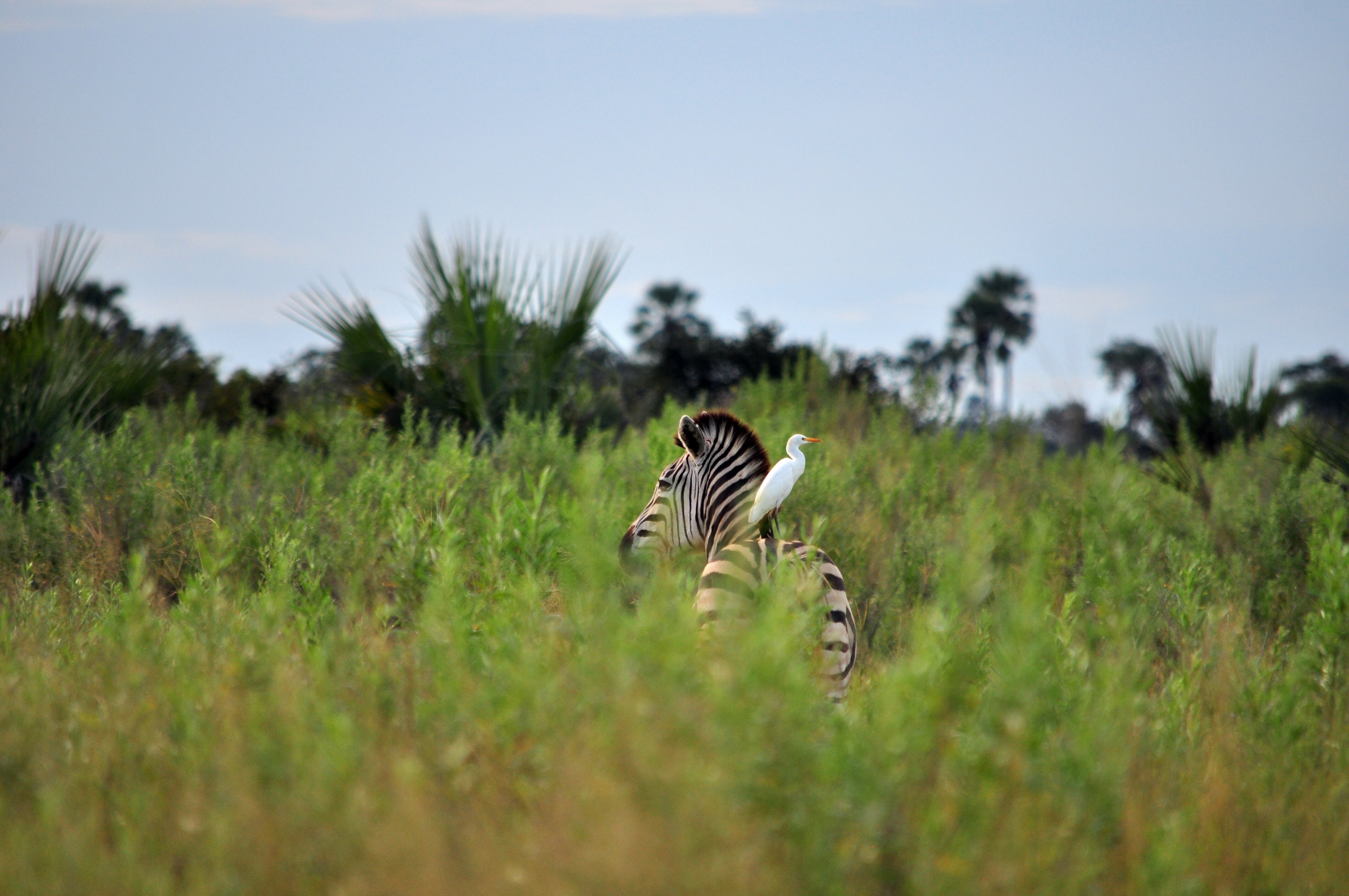 8-Day Tanzania Safari & Zanzibar Adventure Mid Range - Tanzania safari