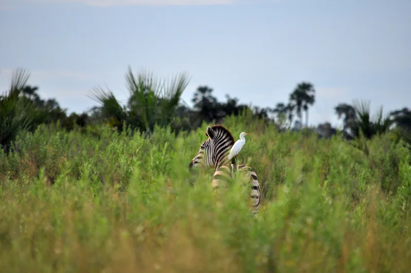 1-Day Trip Safari from Zanzibar to Mikumi Nationala Park - Tanzania safari