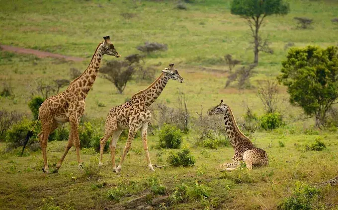 Ultimate 1-Day Arusha National Park Safari with Canoeing & Game Drive gallery image