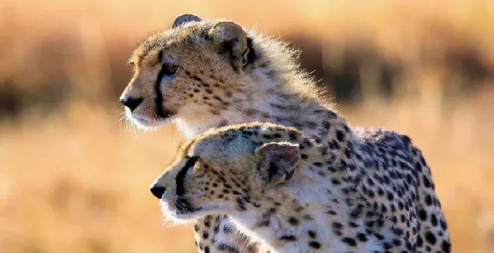 2 Days Tarangire Night Game Drive & Cultural Tour