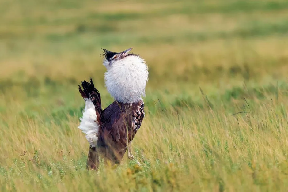 5-Day Serengeti & Ngorongoro Mid Range Tanzania Safari gallery image