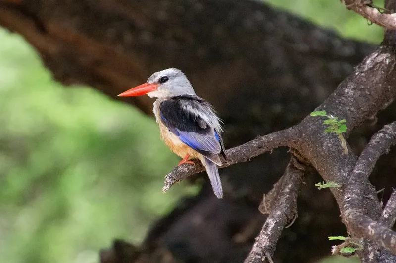 1-Day Trip Lake Manyara National Park things to do