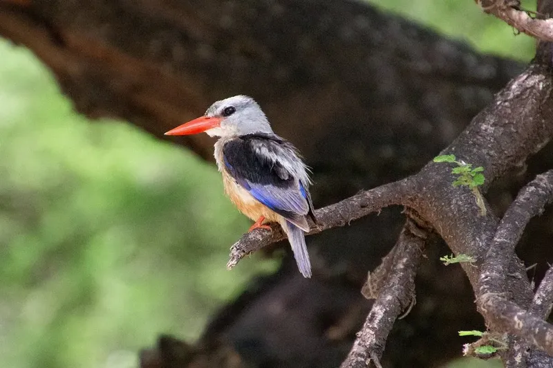 1-Day Budget Private Tour to Lake Manyara National Park