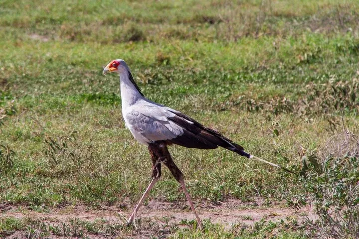 2 Days Echoes of Africa, Ngorongoro & Hadzabe